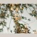 pastel gray flowers in golden light; Xulon Press Spotify